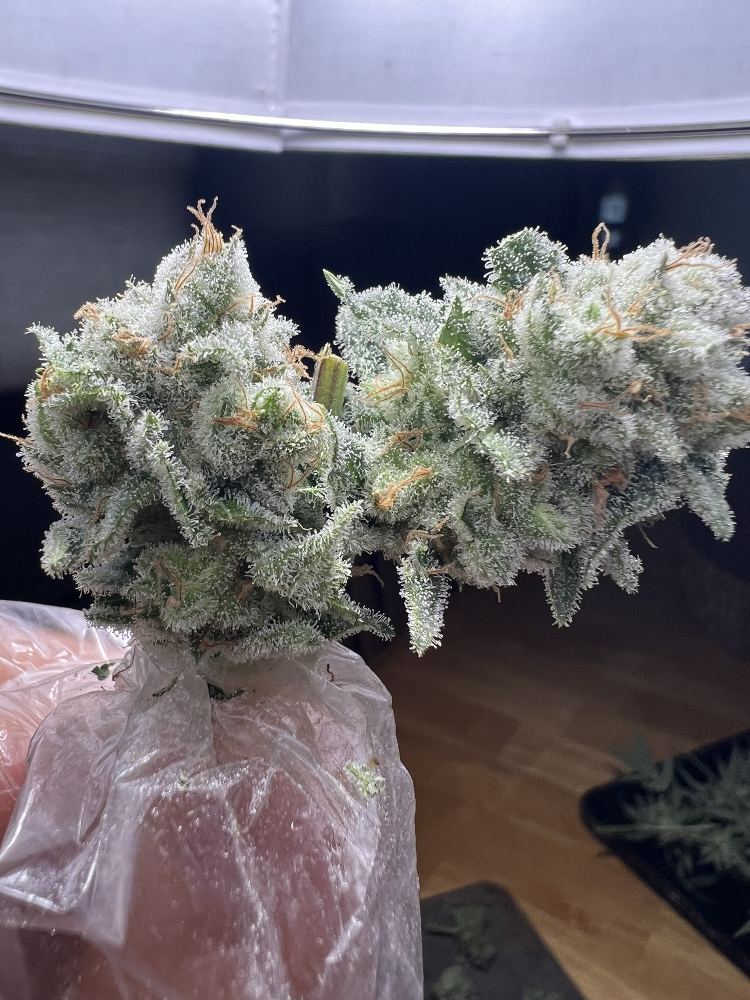 Grow Project 5